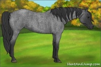 Horse Color:Blue Roan 