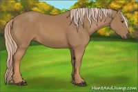 Horse Color:Palomino 