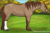 Horse Color:Red Dun 