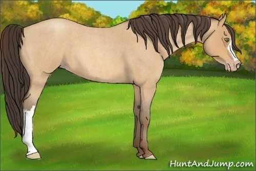 Horse Color:Amber Champagne Roan 