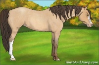 Horse Color:Amber Champagne Roan 