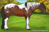 Horse Color:Bay Tobiano Blanket