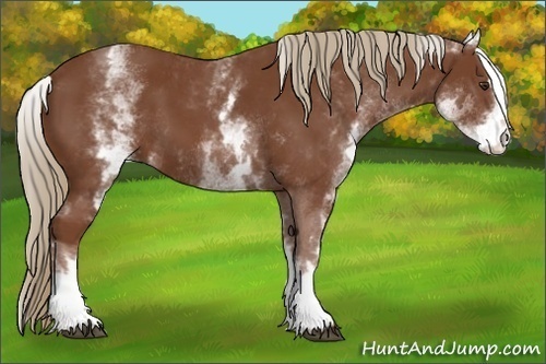 Horse Color:White Spotted Chestnut Sabino 