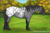 Horse Color:Blue Roan Appaloosa 