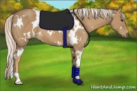 Horse Color:White Spotted Palomino 