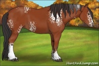 Horse Color:White Spotted Bay 