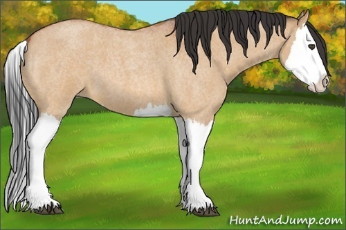 Horse Color:Bay Roan Dun Splash