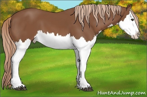 Horse Color:Chestnut Splash 
