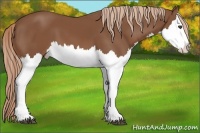 Horse Color:Chestnut Splash 