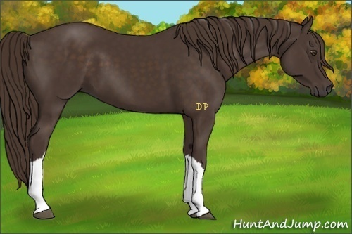 Horse Color:Liver Chestnut