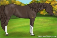 Horse Color:Liver Chestnut 
