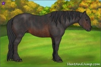 Horse Color:Brown Rabicano Brindle