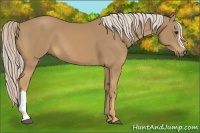 Horse Color:Palomino