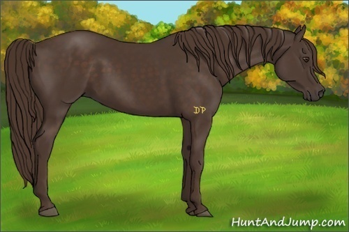 Horse Color:Liver Chestnut 