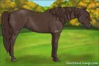 Horse Color:Liver Chestnut 