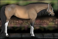 Horse Color:Buckskin 