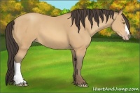 Horse Color:Amber Champagne
