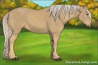 Horse Color:Palomino 
