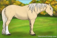 Horse Color:Palomino