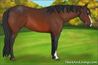 Horse Color:Bay Sabino 
