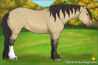 Horse Color:Buckskin Dun 