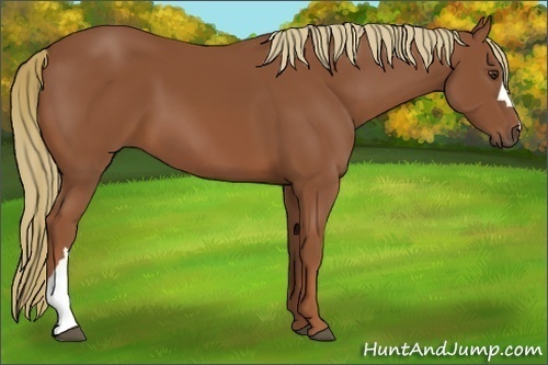 Horse Color:Chestnut 