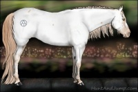 Horse Color:Gold Champagne Appaloosa