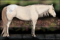 Horse Color:Amber Champagne Appaloosa 