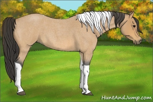 Horse Color:Buckskin Roan Tobiano