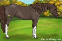 Horse Color:Liver Red Roan Tobiano