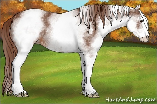 Horse Color:White Spotted Chestnut Sabino