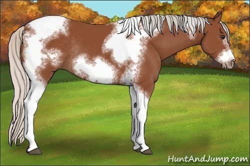 Horse Color:Silver Bay Sabino Tobiano Frame Rabicano