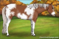 Horse Color:Silver Bay Sabino Tobiano Frame Rabicano