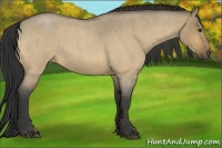 Horse Color:Buckskin Roan Dun 
