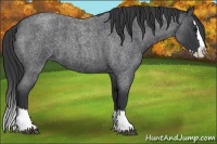 Horse Color:Blue Roan Splash 