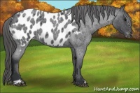 Horse Color:Blue Roan Sabino Blanket 