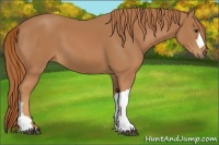 Horse Color:Chestnut 