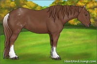 Horse Color:White Spotted Chestnut Sabino