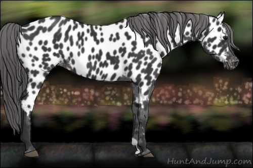Horse Color:Black Near Leopard 