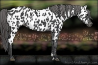 Horse Color:Black Near Leopard 