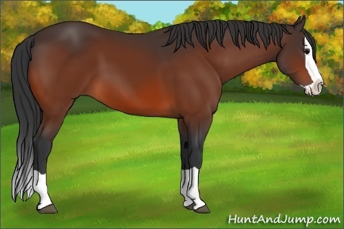 Horse Color:Bay Splash 