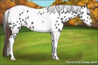 Horse Color:Brown Tobiano Appaloosa