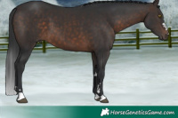 Horse Color:Brown 