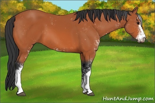 Horse Color:Bay Sabino