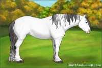 Horse Color:Brown Splash Appaloosa