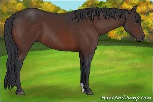 Horse Color:Bay 