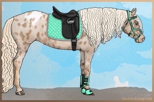 Horse Color:Liver Chestnut Pearl Appaloosa 