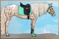 Horse Color:Liver Chestnut Pearl Appaloosa