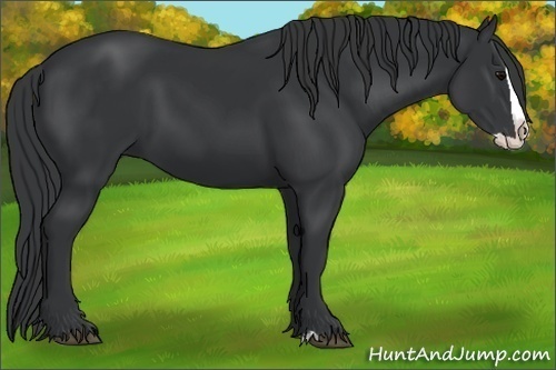 Horse Color:Black Splash