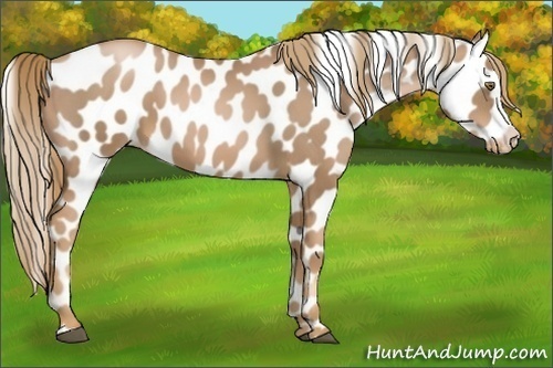 Horse Color:Liver Chestnut Pearl Appaloosa 